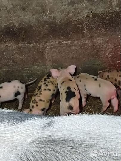 Поросята кб