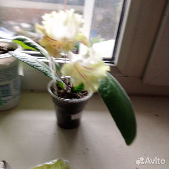 Стрептокарпус Город солнца, цветущий