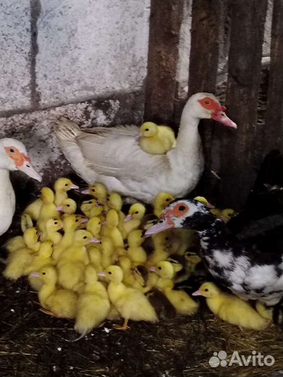 Мускусные утки индоутки индоутята