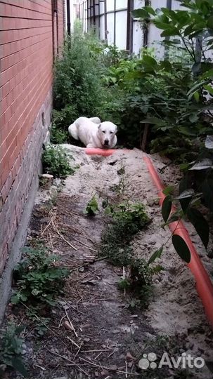 Собака потеряшка