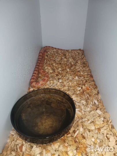 Грунт для рептилий