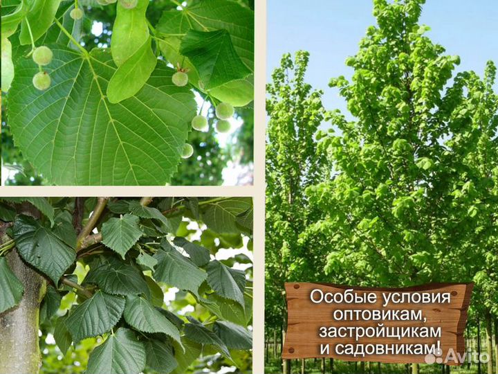 Липа крупнолистная