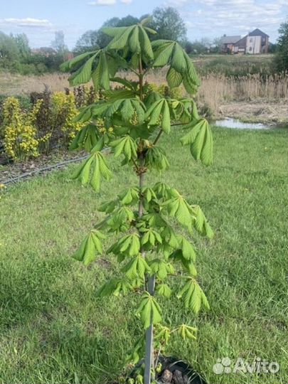 Саженец каштана
