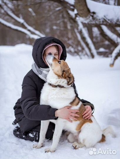 Собака в добрые руки