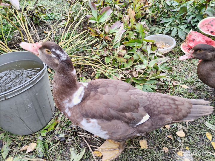 Индоутка мускусная утак обмен, продажа