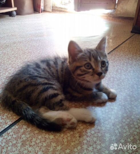 Кошка