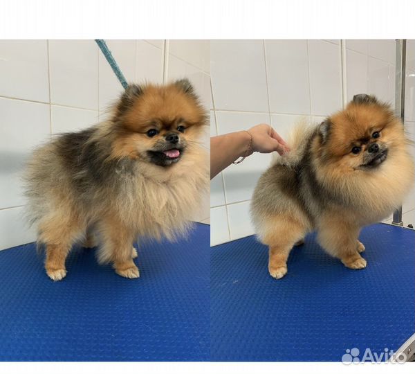 Грумер стрижка собак