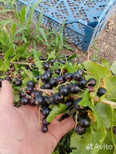 Саженцы черной и Красной смородины