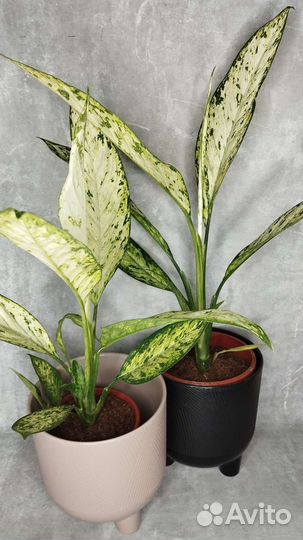 Диффенбахия Везувий