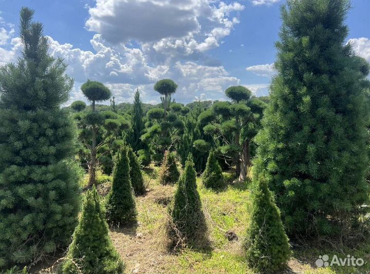 Туя Смарагд для живой изгороди