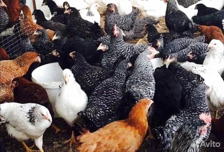 Куры молодки несушки с доставкой