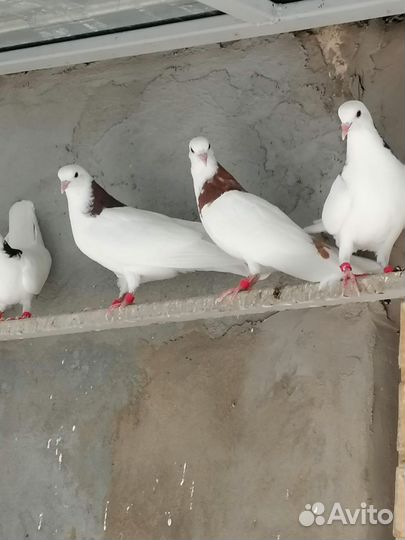 Продажа голубей Пермские гривуны