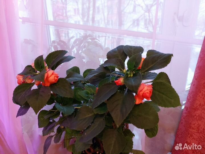 Бальзамины махровые оранж и музыка принцесса пинк