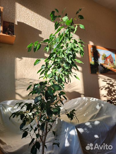 Фикус бенджамина большой