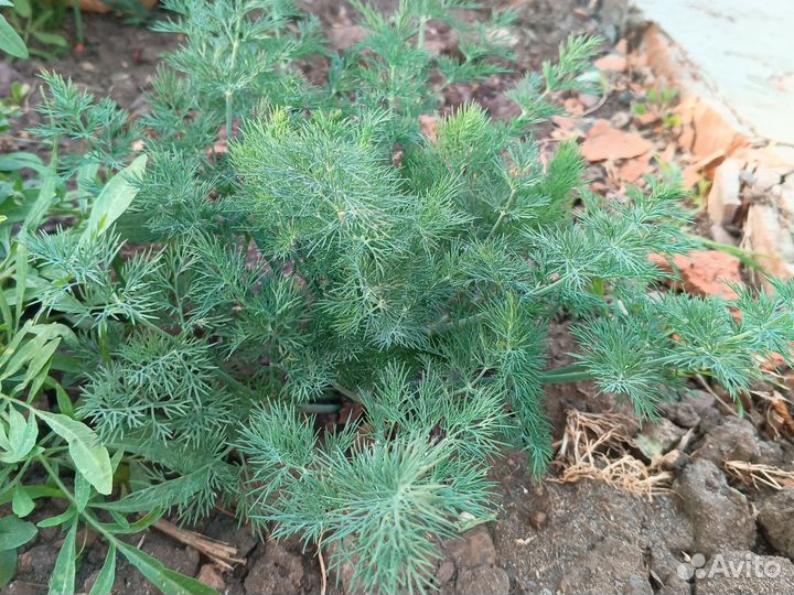 Укроп свежий