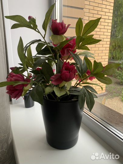 Декоротивный цветок