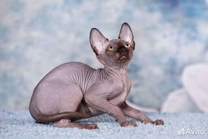 Сфинкс, двэльф, эльф, бамбино