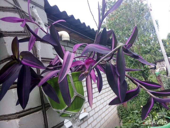 Комнатные цветы