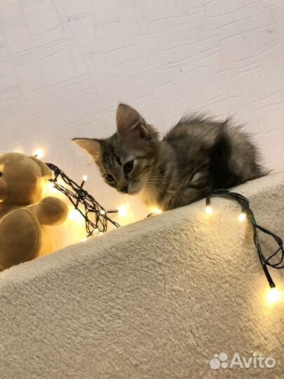 Отдам в добрые руки маленькую кошечку