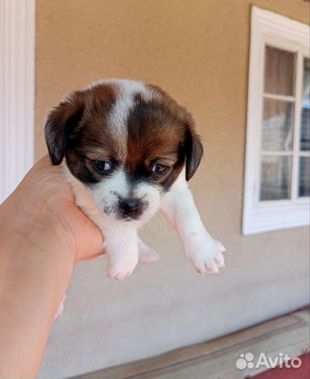 Собака в добрые руки отдам бесплатно