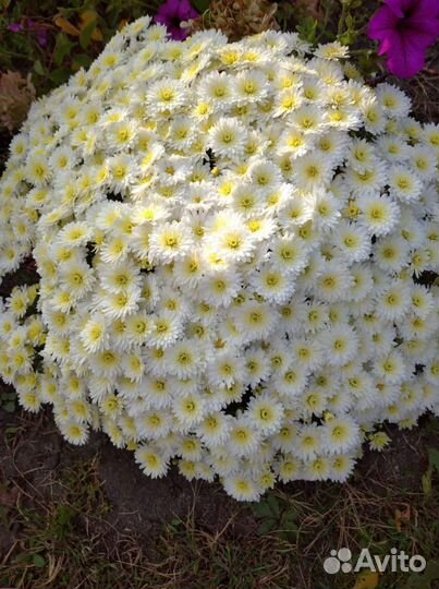 Хризантема мультифлора шаровидная