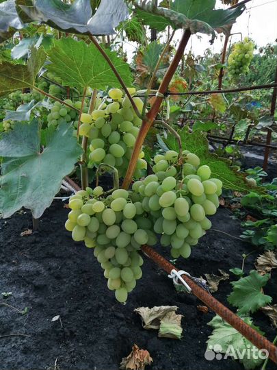 Саженцы винограда Аркадия (2022г)