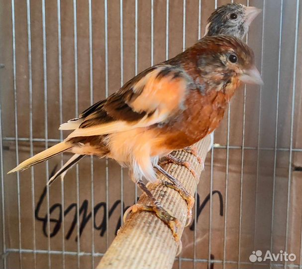 Поющие кенара