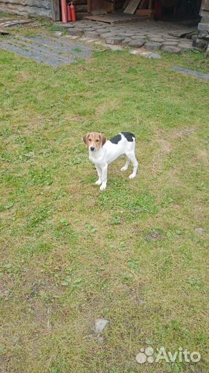 Щенки охотничьей русской пегой гончей
