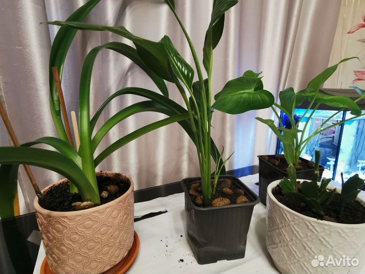 Комнатные цветы