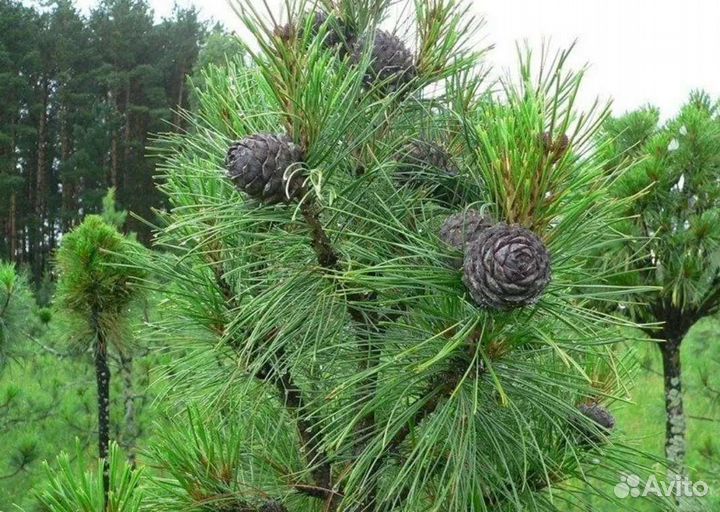 Кедр Сибирский привитый