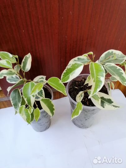 Фикус Бенджамина