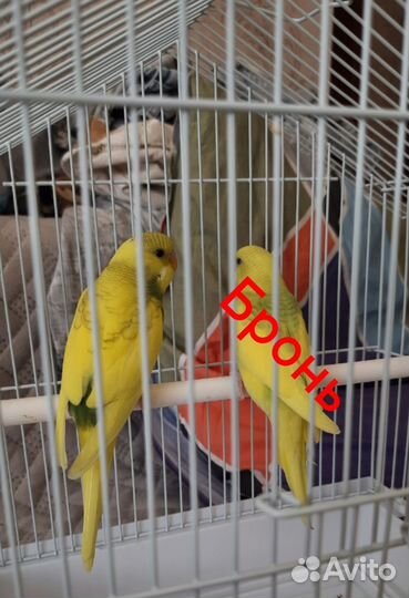 Волнистый попугай