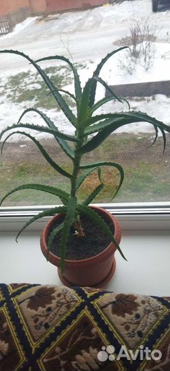 Алоэ столетник