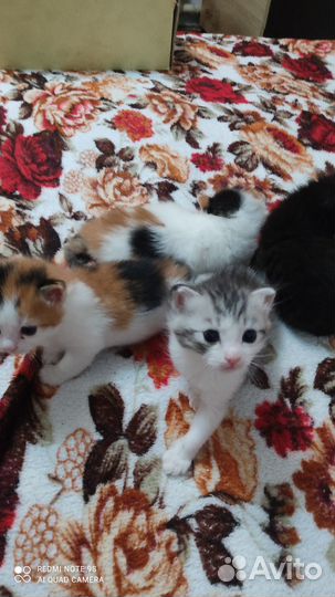 Отдам бесплатно животные