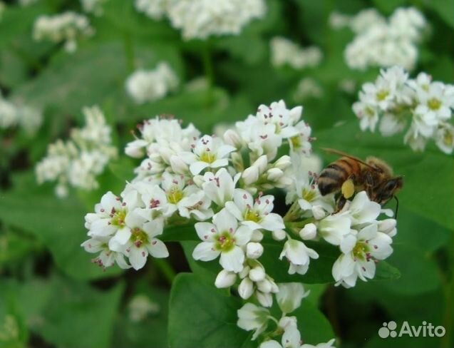 Мёд 2024 года из Алтая опт