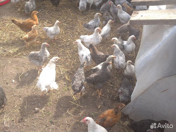 Петушки для откорма и разведения