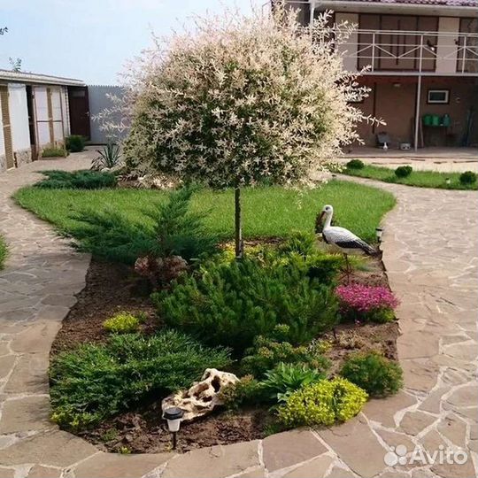 Ива Хакуро Нишики, Пузыреплодник