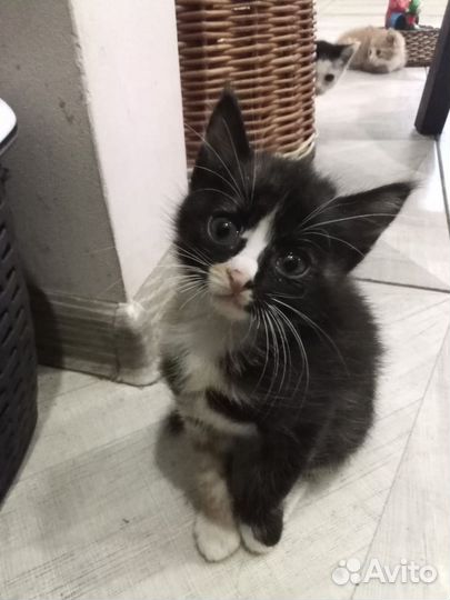 Отдам котят в добрые руки