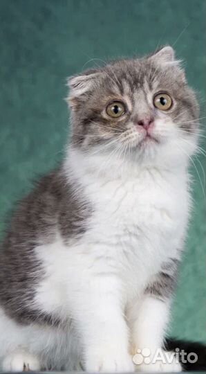 Котенок девочка 2 месяца