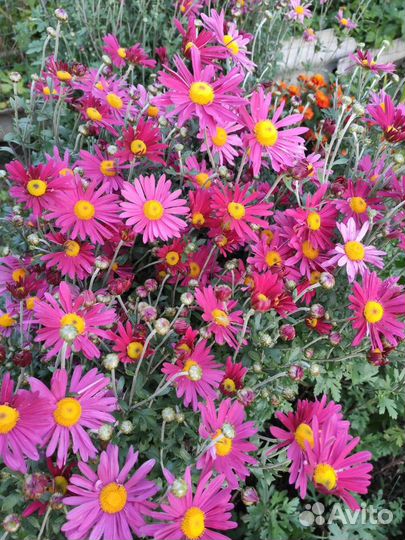 Молочай,Хризантема,Гелиопсис,Ромашка,Золотарник
