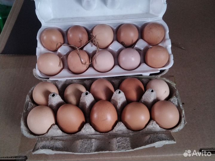 Яйца перепелиные и перепелята