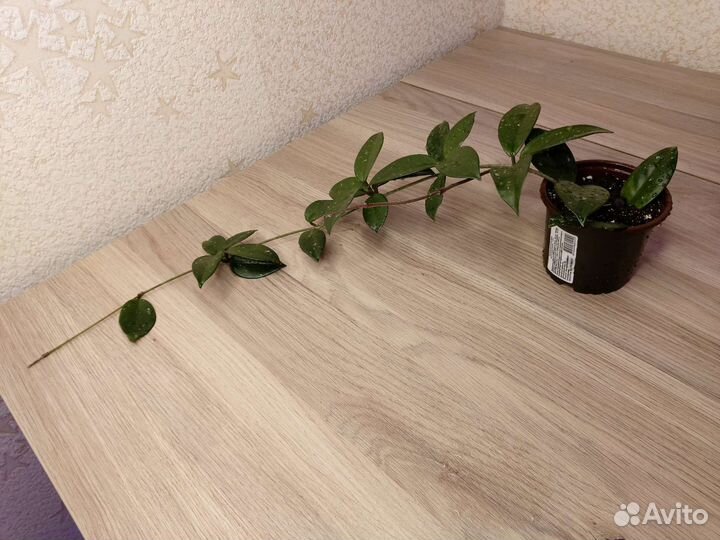 Хояй Карноза