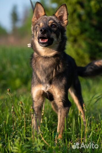 Отдам бесплатно щенки