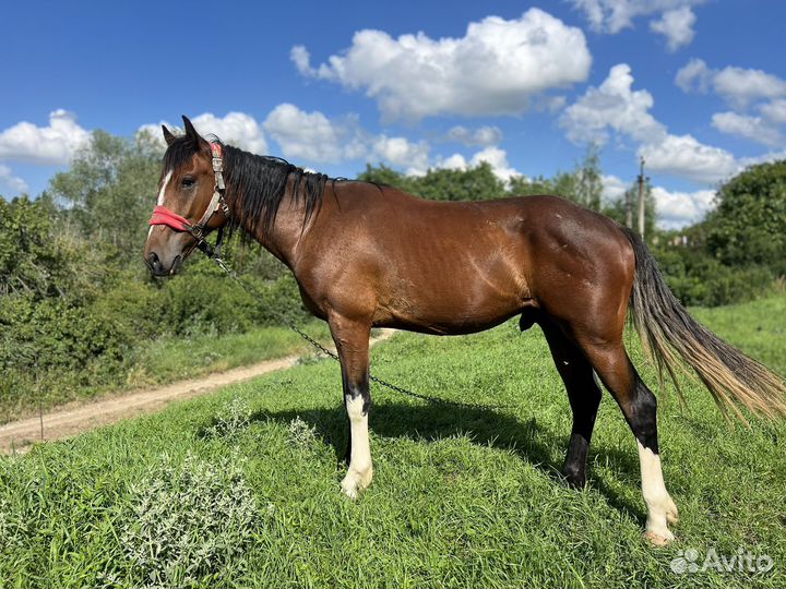 Конский навоз бесплатно