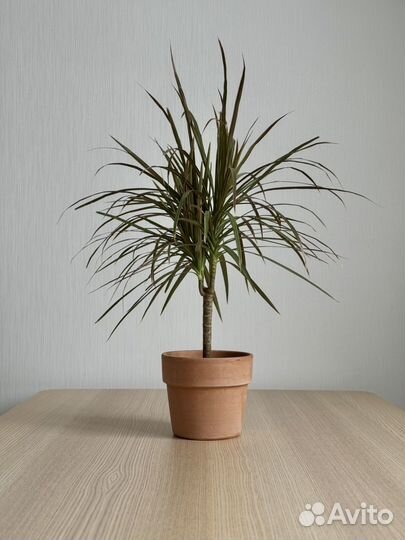 Драцена маргината биколор