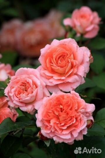 Саженцы роз на штамбе