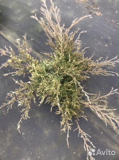 Можжевельник вариегатный, с жёлтыми кончиками