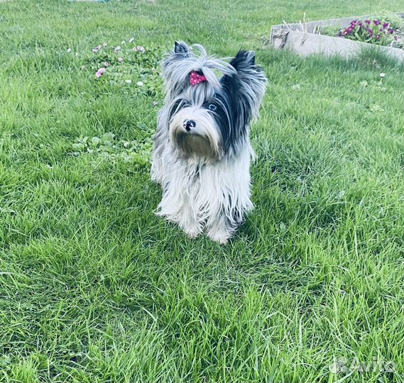 Йоркширский терьер вязка