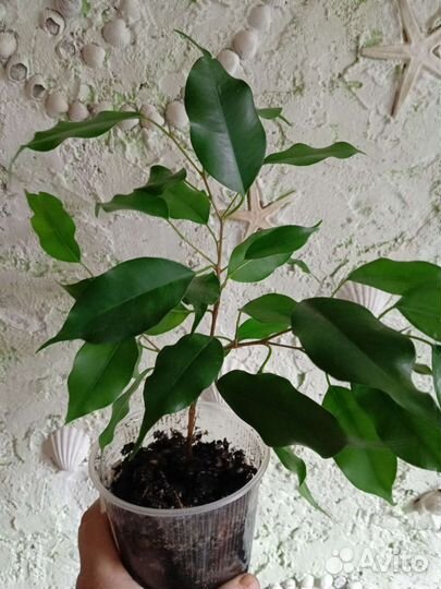 Комнатные и садовые цветы в Пскове