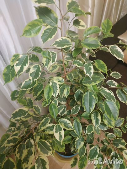 Фикус Голден Кинг